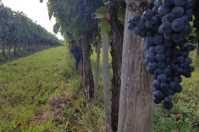 Wine tasting in Montepulciano and visit to Pienza, in Tuscany from Rome - Montepulciano’s medieval core: 30 minutes for Torre di Pulcinella and the Duomo