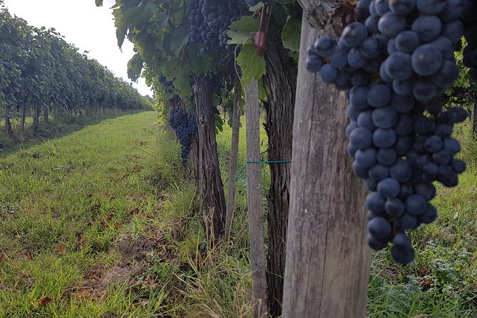 Wine tasting in Montepulciano and visit to Pienza, in Tuscany from Rome - Montepulciano’s medieval core: 30 minutes for Torre di Pulcinella and the Duomo