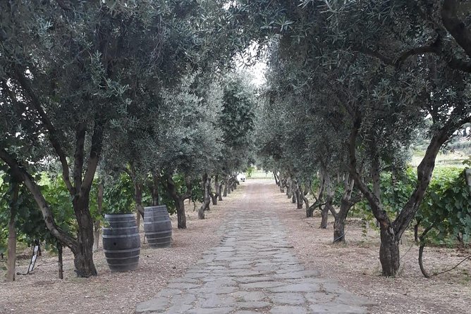 Wine tasting in Roman Countryside: 3-hour tour from Rome - What You Taste: Three Wines and Extra Virgin Olive Oil